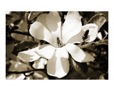 Magnolia Blossom
