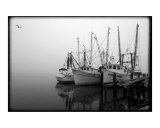 Shrimp Boats