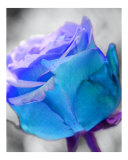 Turquoise Rose