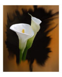 Calla Lilies