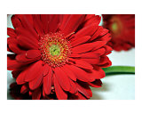 Big Red Daisy
