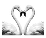 Kissing Flamingo Heart