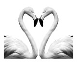 Kissing Flamingo Heart