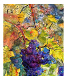 Wine Grapes from Italy