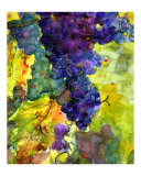 Blue Wine Grapes - Tuscany - Italy