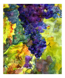 Blue Wine Grapes - Tuscany - Italy