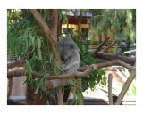 kuala bear sleeping in a tree