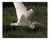 284 Flying Egret