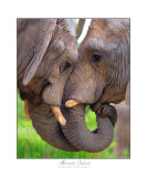 Elephant Kiss