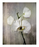 Orchid Silver