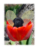 Fairy Dog Drake - black Labrador Retriever puppy