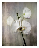 Orchid Silver