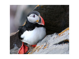 puffin on a ledge