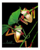 tree frogs