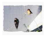 Barn Swallows in the morning light