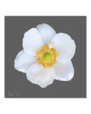 White Geum flower  gray