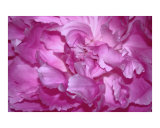 Pink Peony Pillow