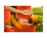 Female Hula in Movement
