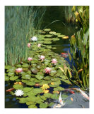 Koi Pond and Water Lilies
