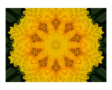 Yellow Carnation Mandala
