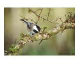 Black Capped Chickadee 2
