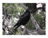 Raven