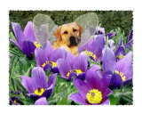 Fairy Dog Roo - Yellow Labrador Retriever