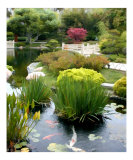 Japanese Garden Koi Pond