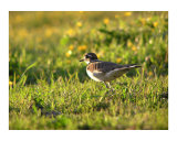 Papa Killdeer