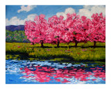 Pink Blossom Reflections