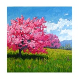 Pink Blossoms on a Hillside