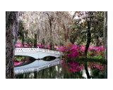 Magnolia Bridge No 4  Charleston  SC