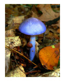 Blue Shenandoah Mushroom