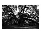 Angel Oak