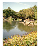 Gapstow Bridge  Central Park  in the Summer