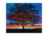 Sunset Oak