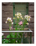 Flowers for a Brownstone