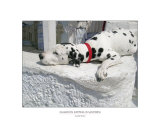 Dalmation Sleeping in Santorini  by Matt Rudin