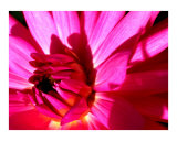 Dahlia 10