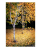 Yellow Fall