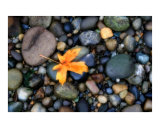 October Leaf