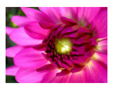 Dahlia 2