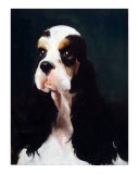 Spaniel