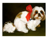 Shih-tzu