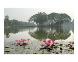 Waterlilies at Wat Traphang Nguen  Thailand