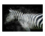 Zebra at Night