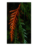 Cedar in Contrast