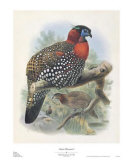 Native Pheasant I