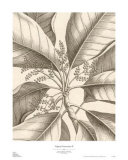 Tropical Connection II