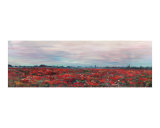 Provence Poppy Field